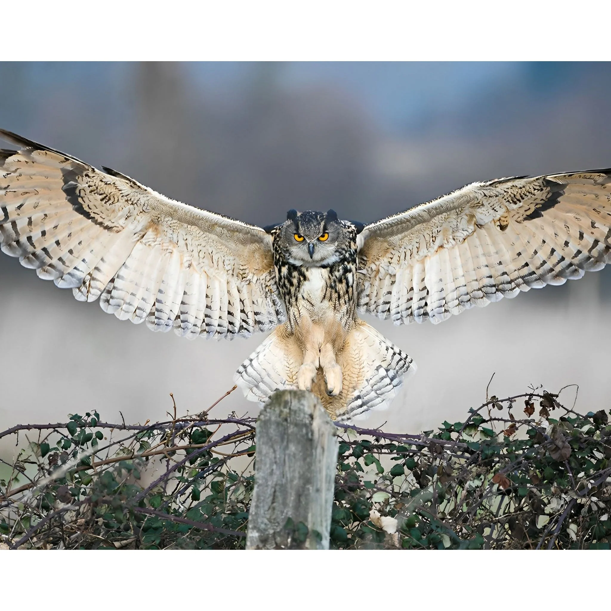 Majestic Owl | Diamond Painting - Image 2
