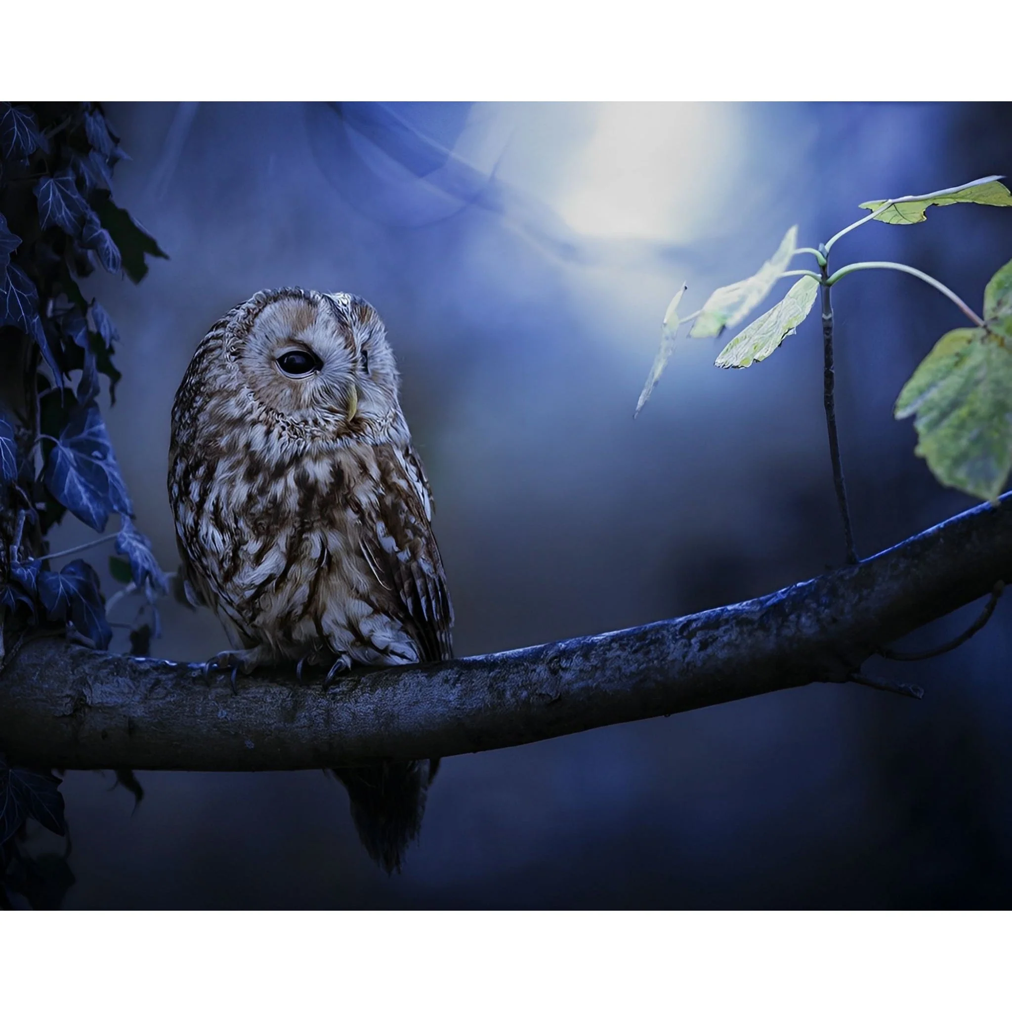 Night Owl Watch | Diamond Painting - Image 2