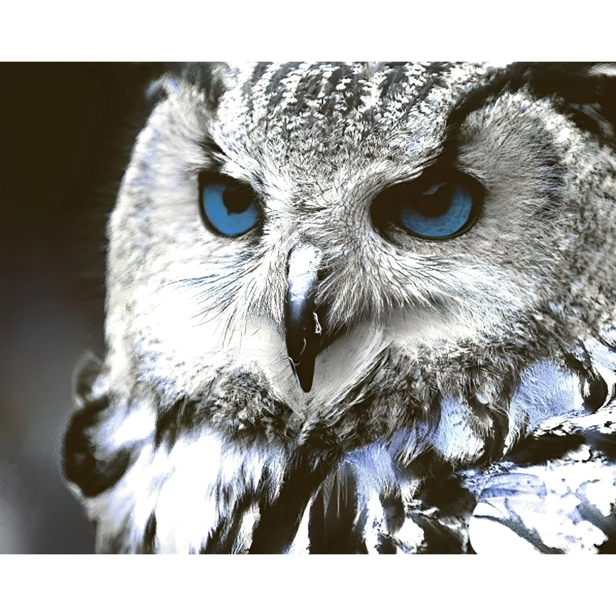 Snow Owl Close-up | Diamond Painting - Image 2