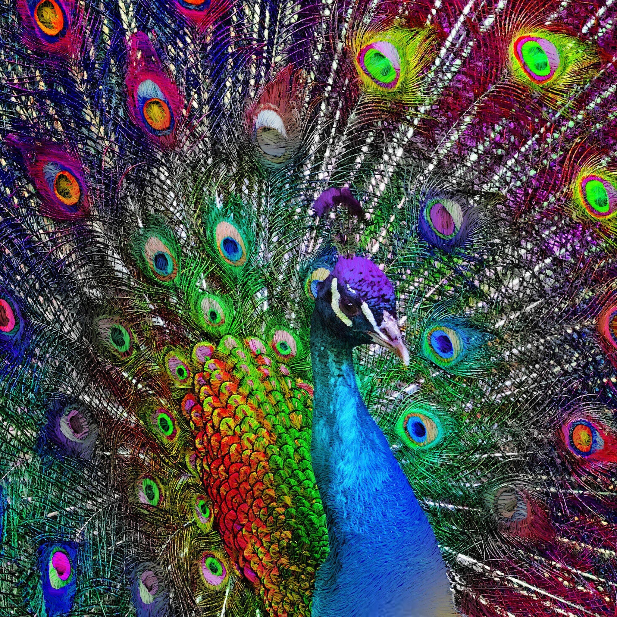 Peacock Showcasing | Diamond Painting - Image 2