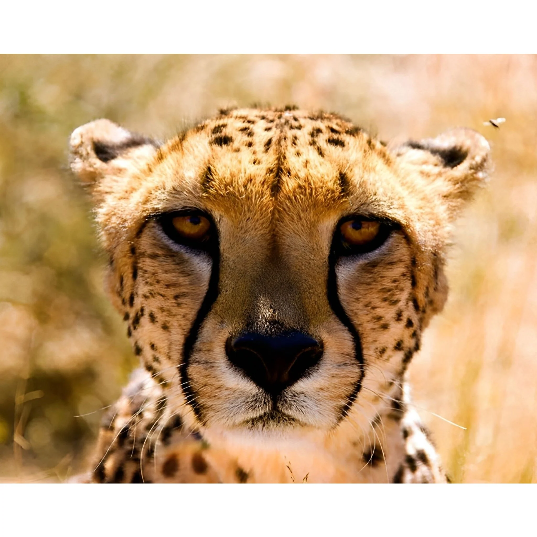 Cheetah Closeup | Diamond Painting - Image 2