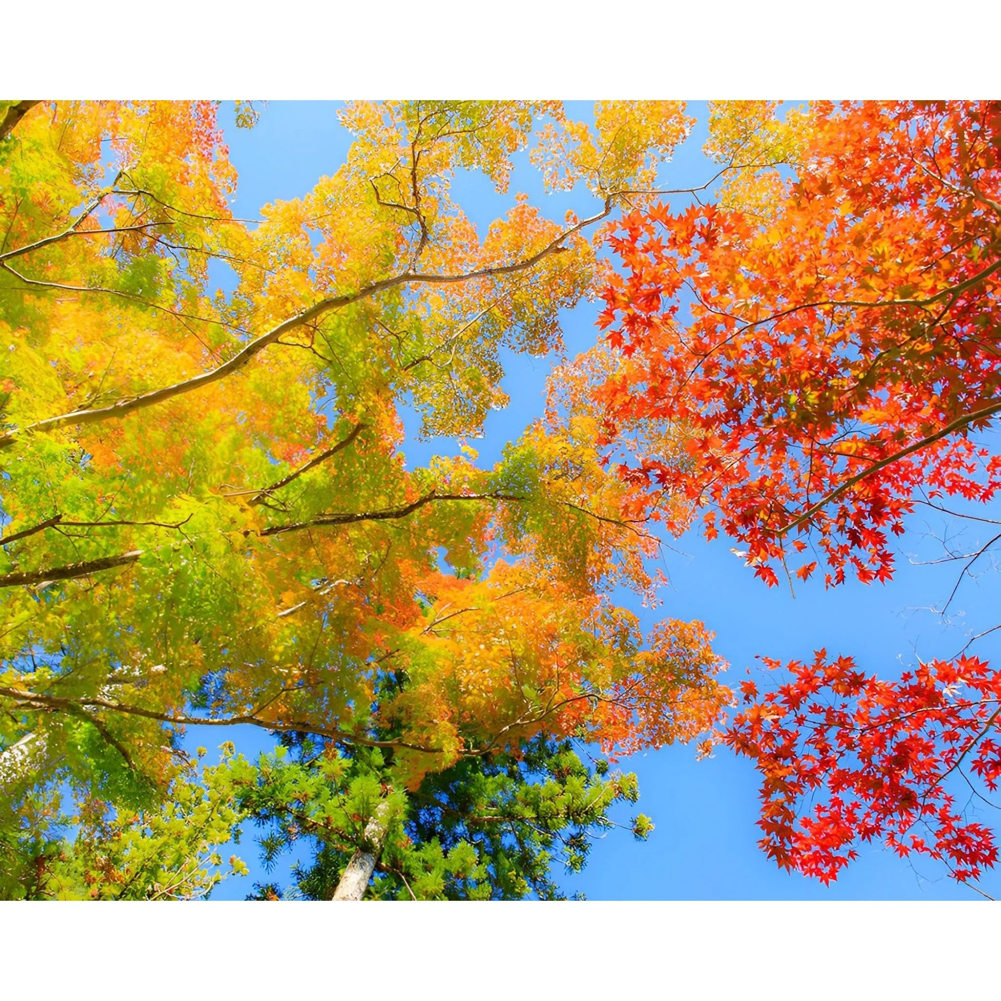 Just Autumn | Diamond Painting - Image 2