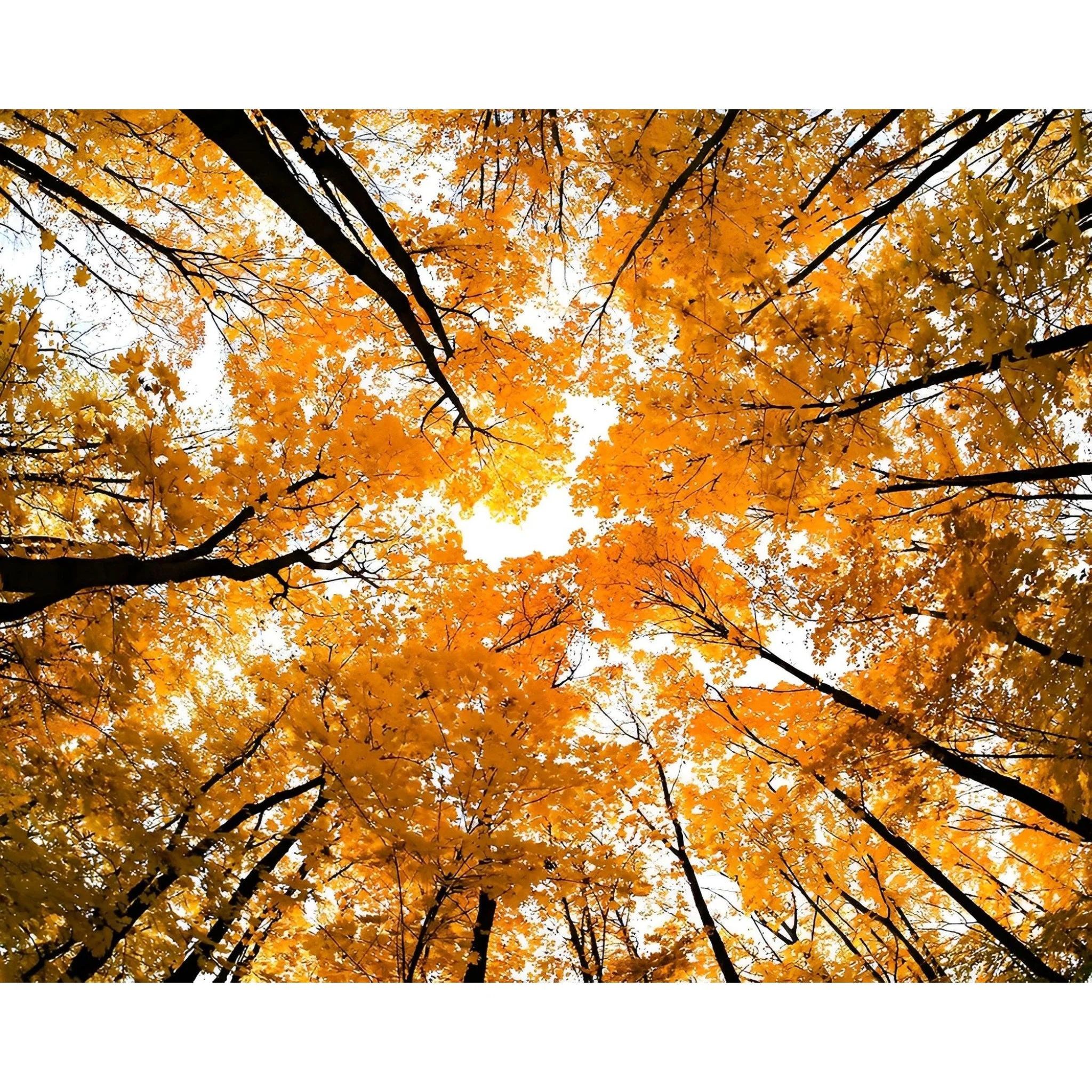 Autumn Forest | Diamond Painting - Image 2