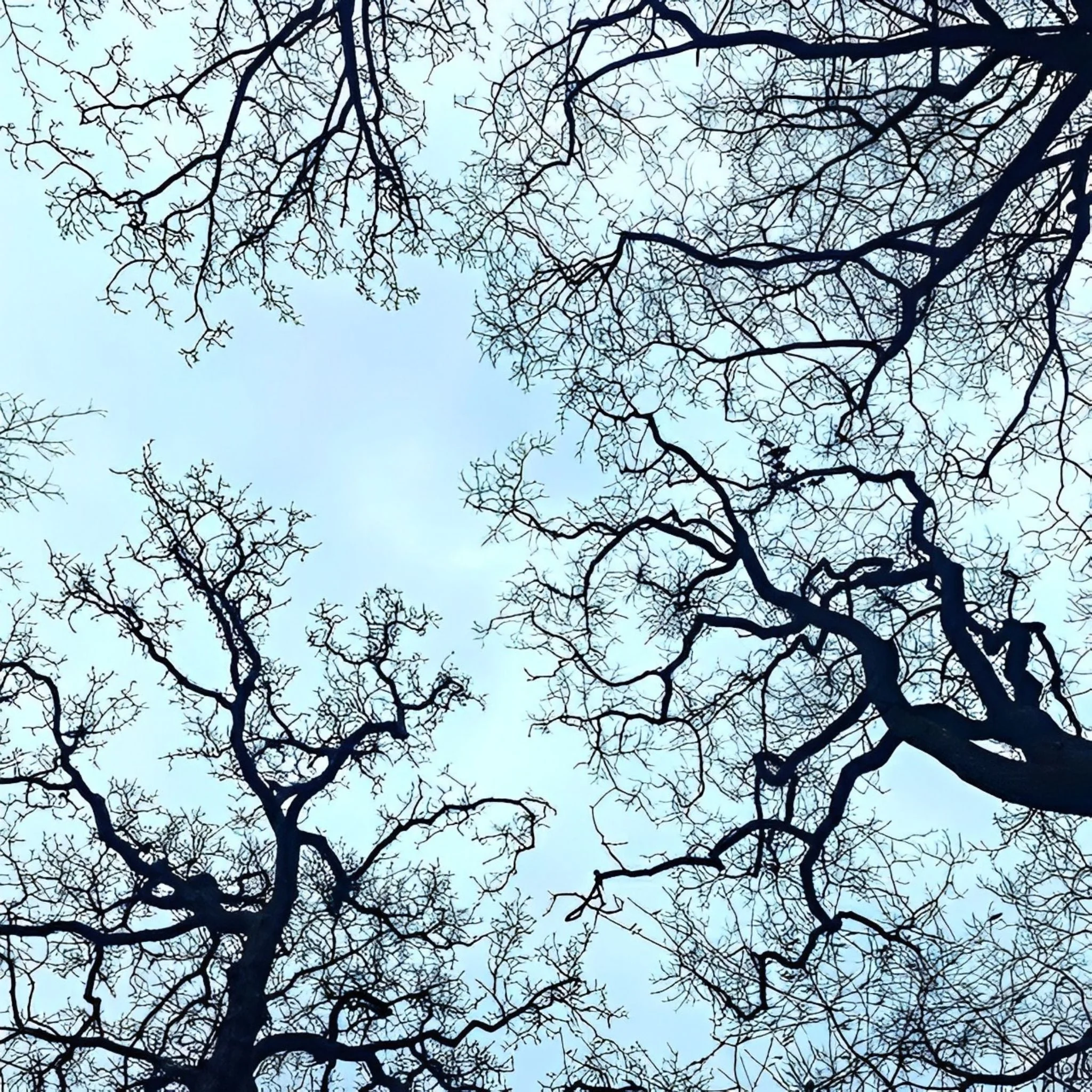 Tree Branches | Diamond Painting - Image 2