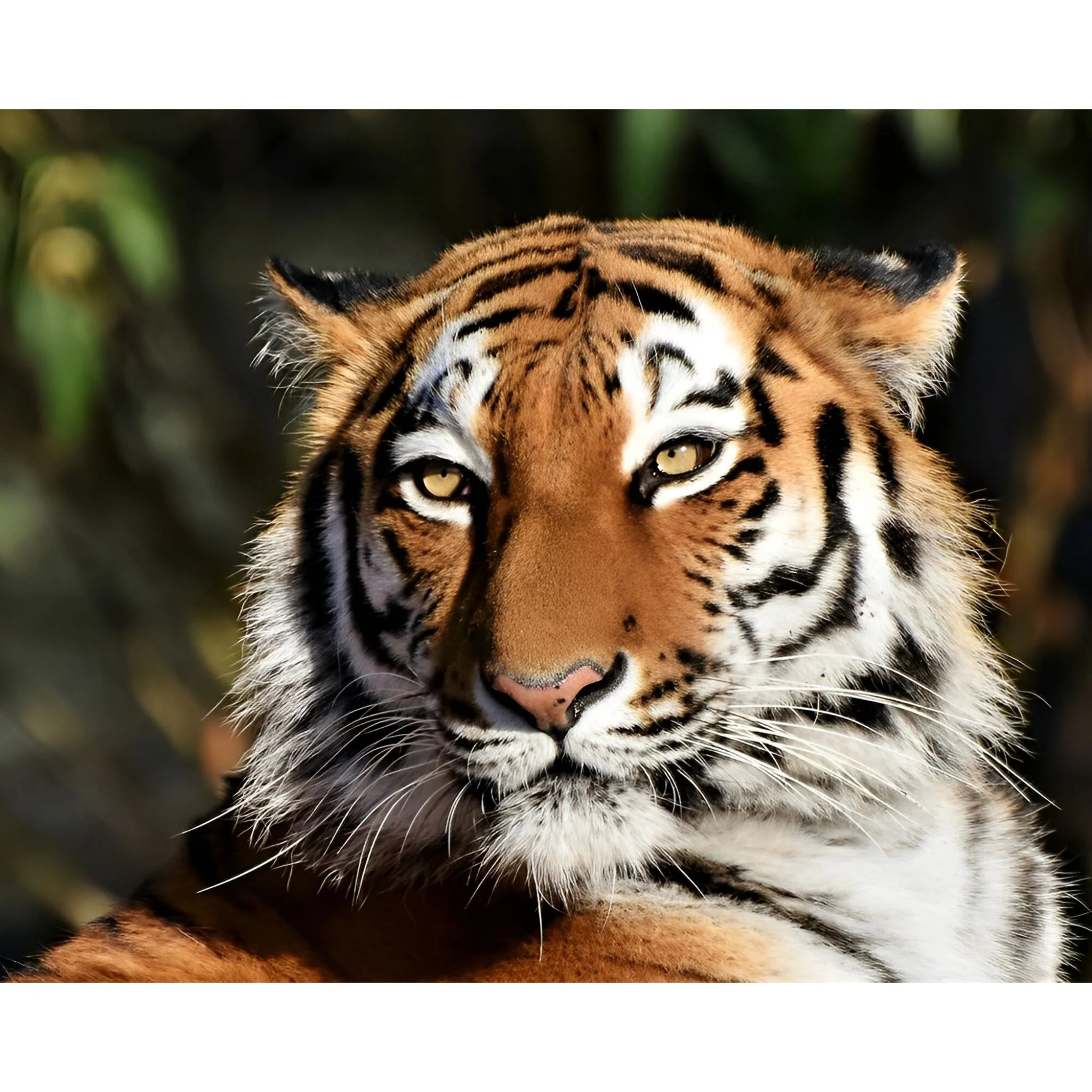 Tiger Spirit | Diamond Painting - Image 2