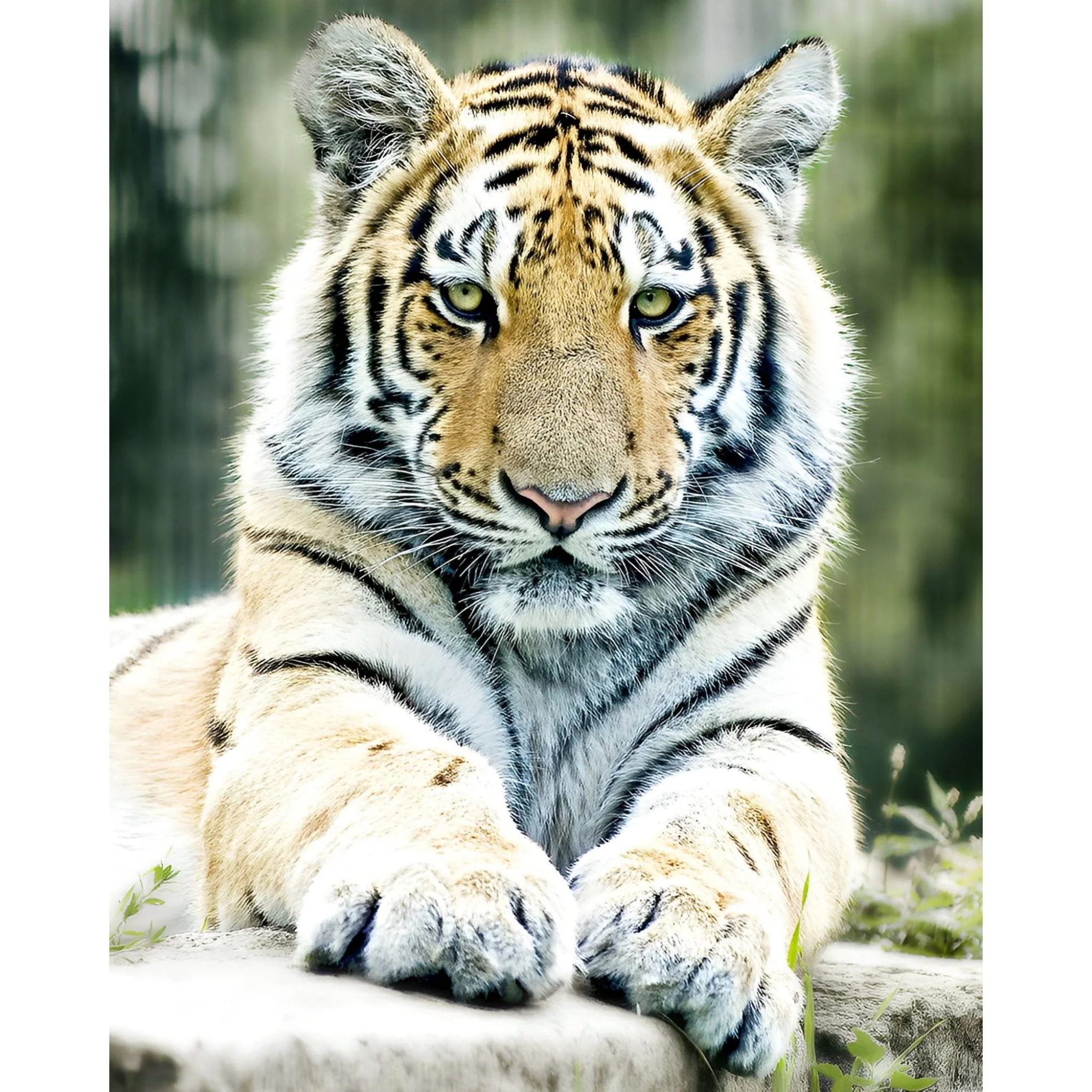 Tiger's Gaze | Diamond Painting - Image 2