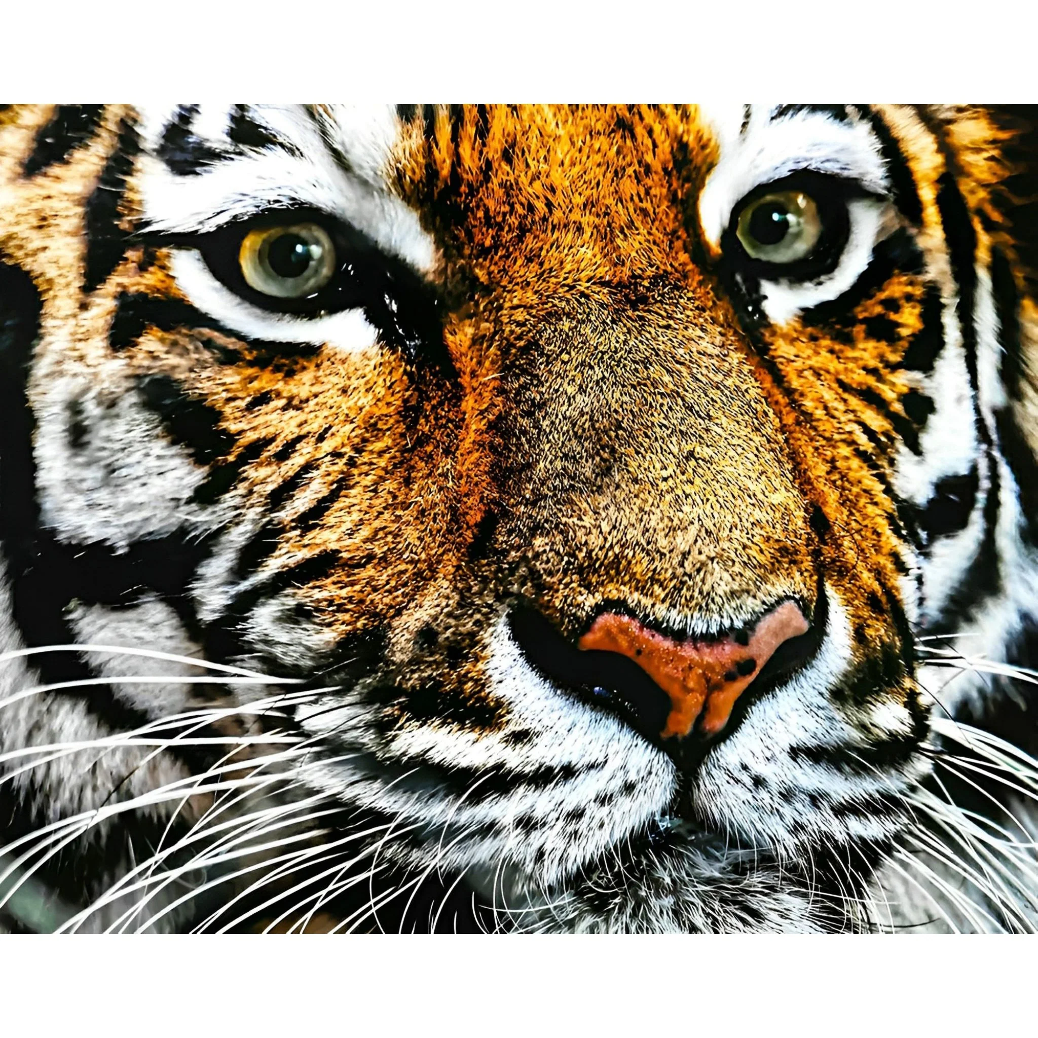 Big Cat | Diamond Painting - Image 2