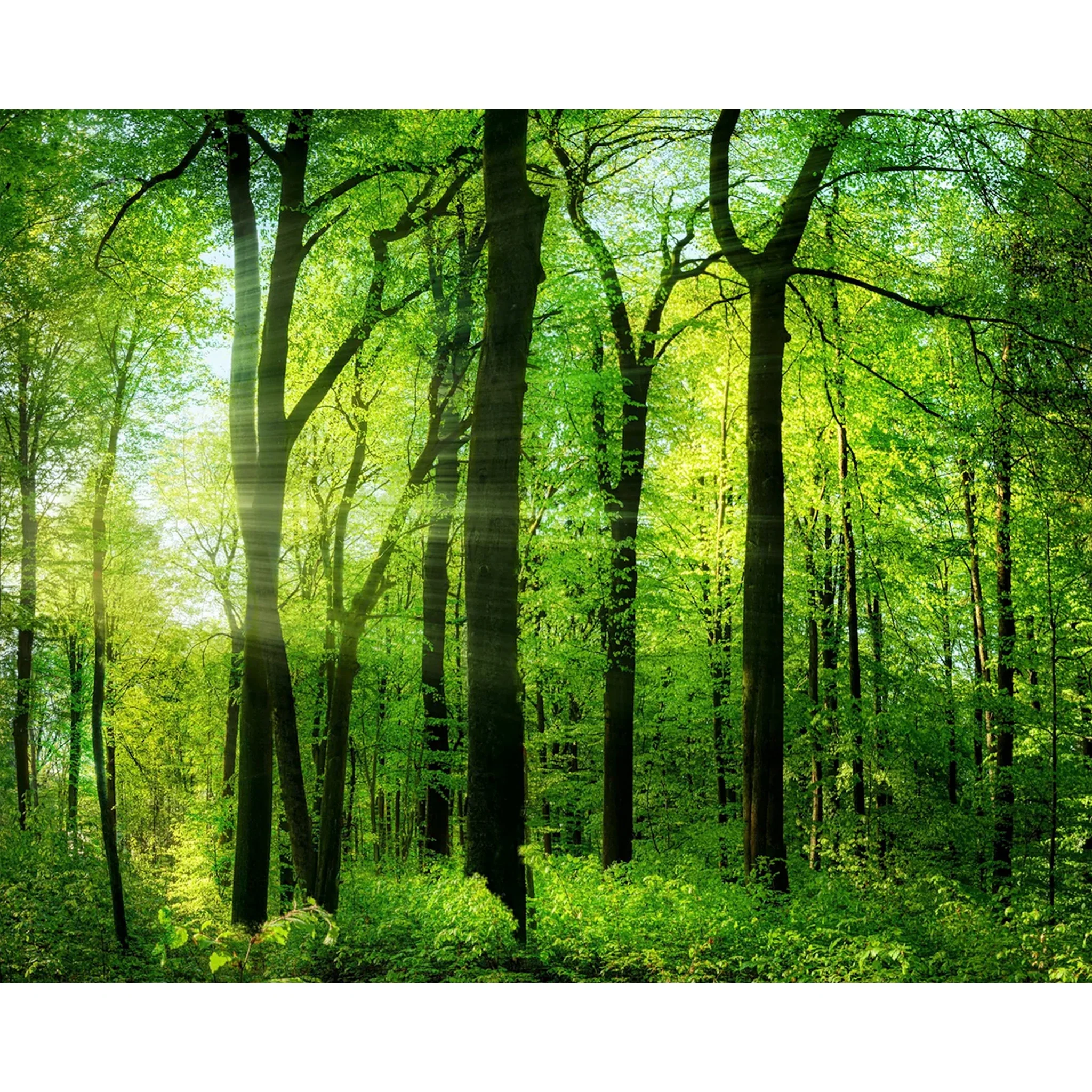 Green Summer Trees | Diamond Painting - Image 2