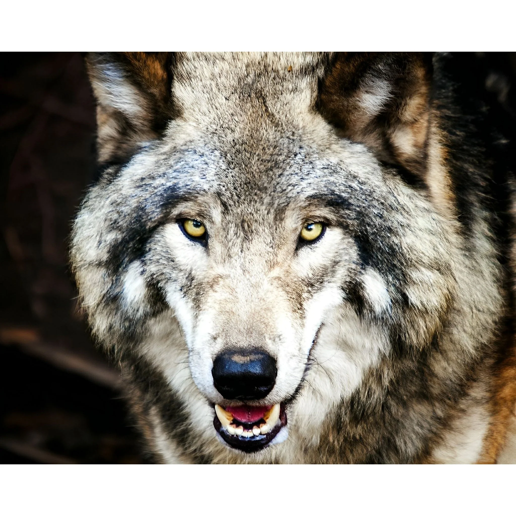 Grey Wolf | Diamond Painting - Image 2