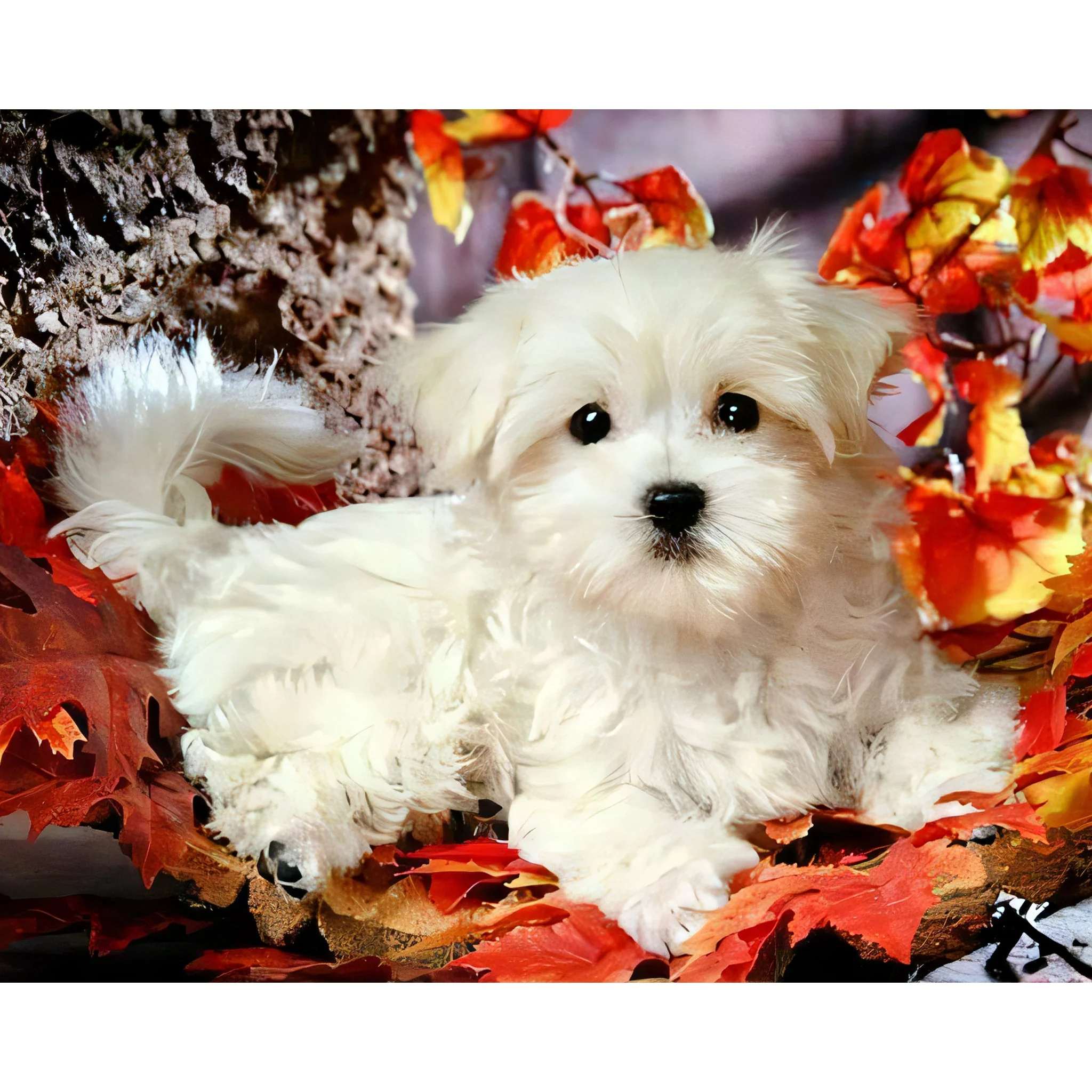 Oscar The Dog | Diamond Painting - Image 2