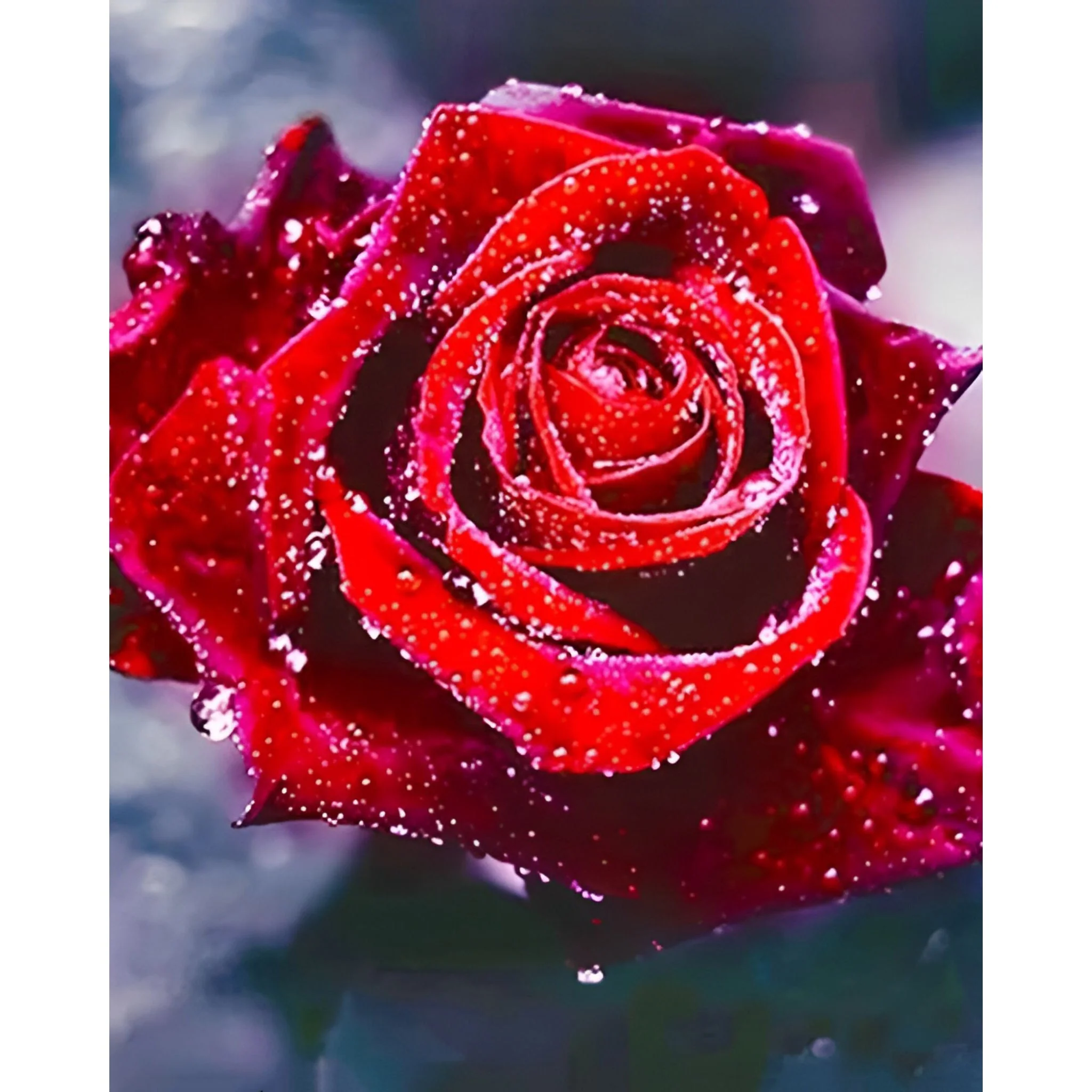 Red Rose with Dew | Diamond Painting - Image 2