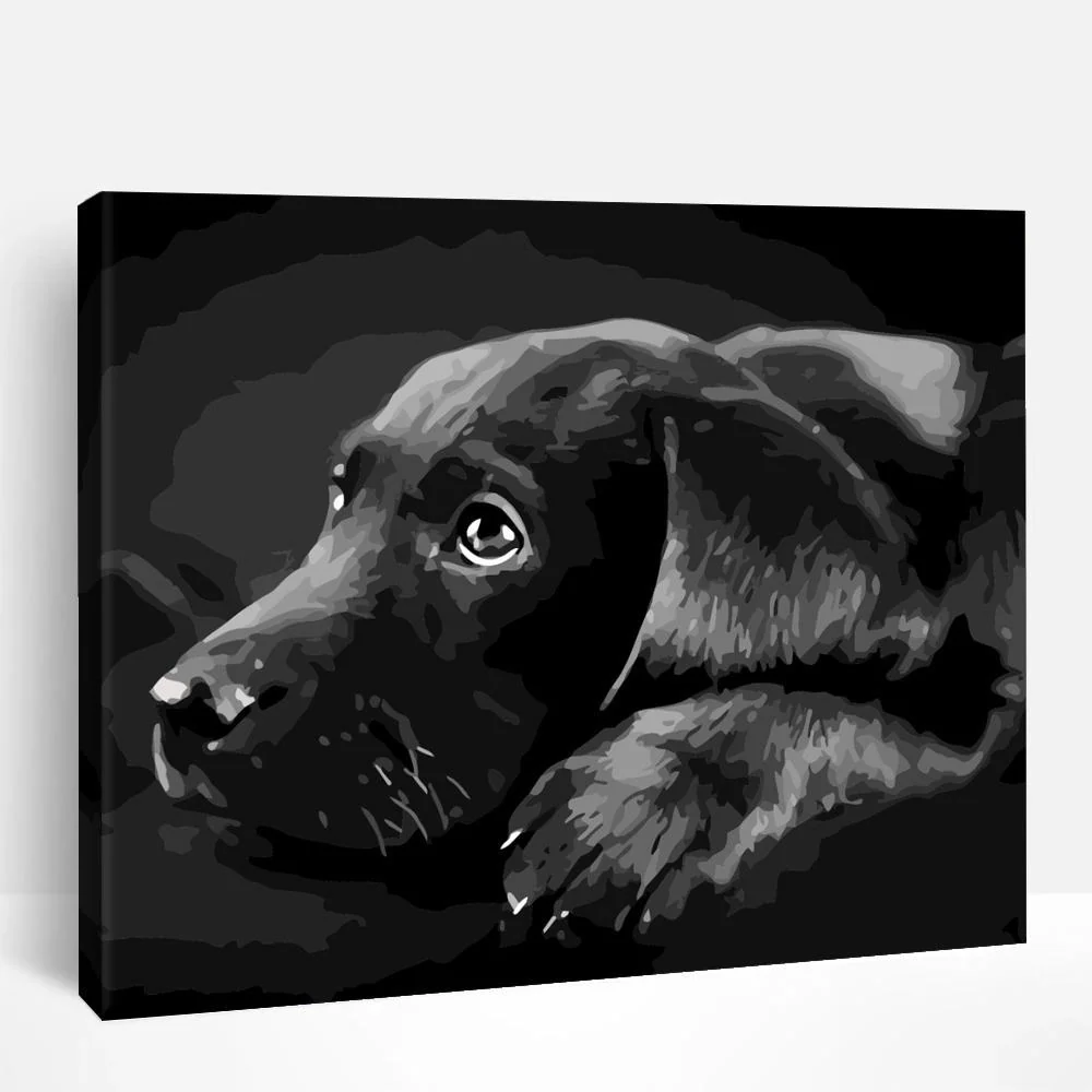Black Labrador | Paint By Numbers