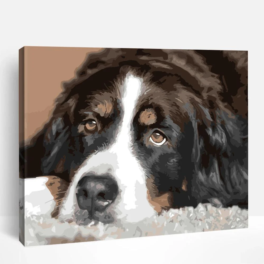 Bernese Mountain Dog | Paint By Numbers