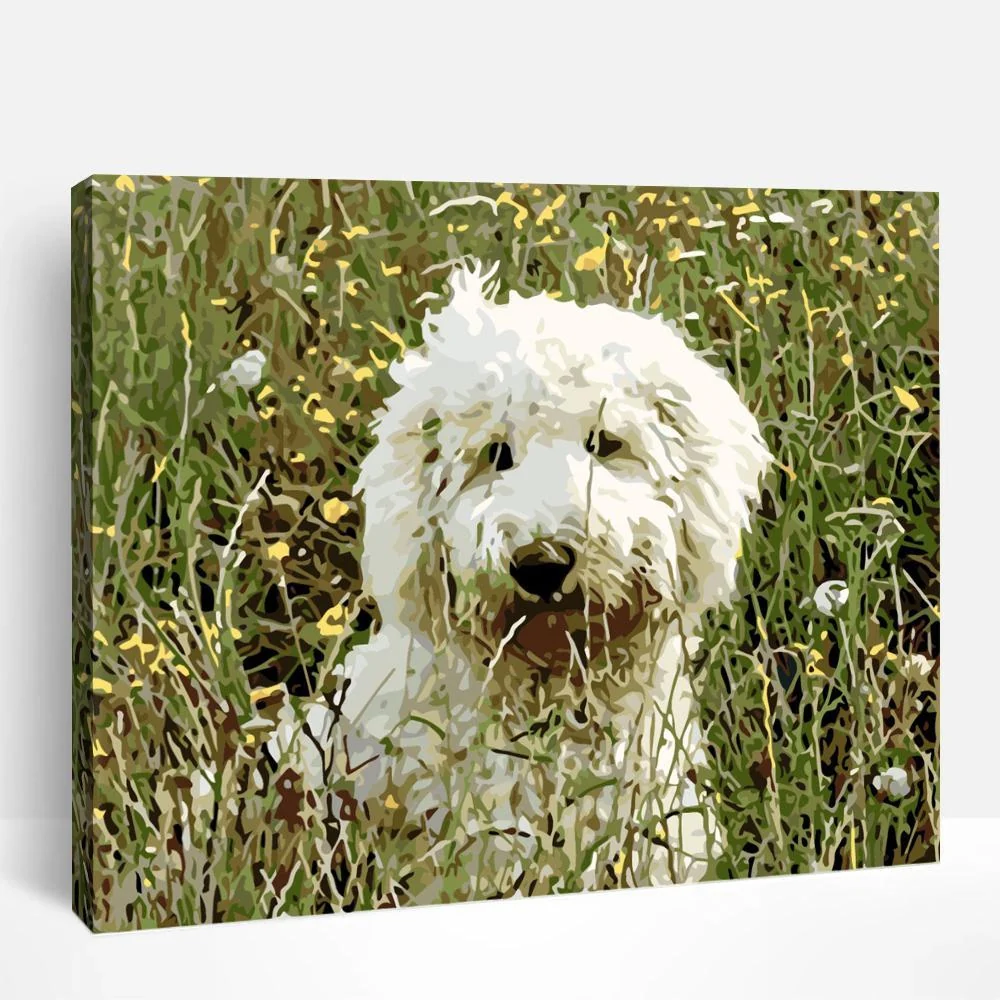 White Labradoodle | Paint By Numbers